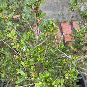 Photo of the plant species Swamp Azalea by @NEllis4525 named Sproutacus on Greg, the plant care app