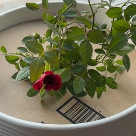 Photo of the plant species Miniature Rose by @SereneChayote45 named Dolores on Greg, the plant care app