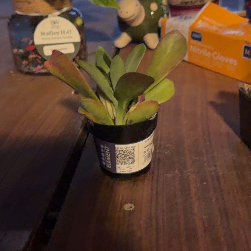 Photo of the plant species Kalanchoe 'Little Dragon' by @GoldenRhodora10 named Michelle Branch on Greg, the plant care app