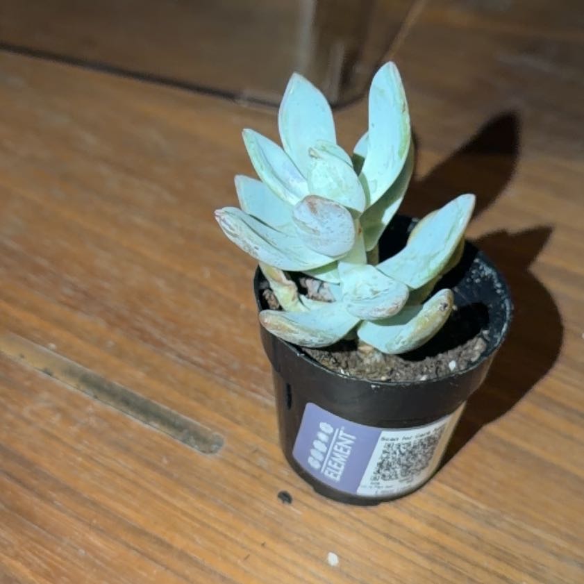 Photo of the plant species Pachyveria 'Powder Puff' by @GoldenRhodora10 named Nithin on Greg, the plant care app