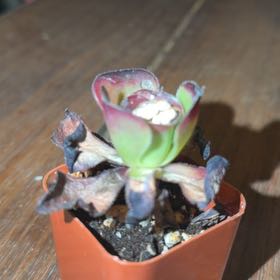 Photo of the plant species Aeonium arboreum 'Zwartkop' by @GoldenRhodora10 named LiloStitch on Greg, the plant care app