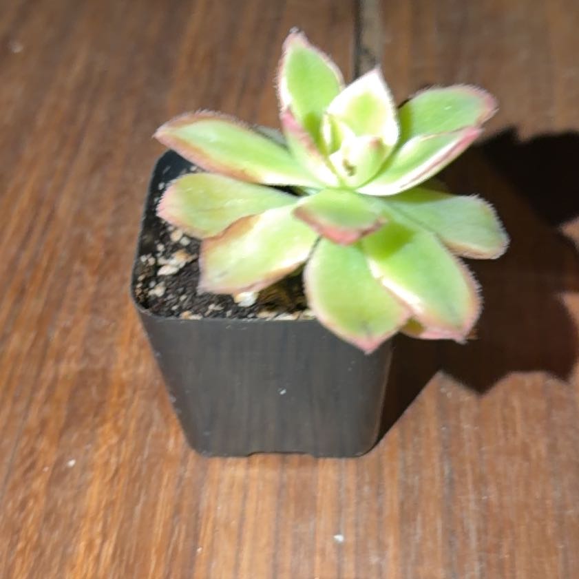 Photo of the plant species Kiwi Aeonium by @GoldenRhodora10 named Gomez on Greg, the plant care app