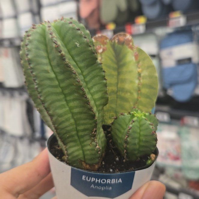 Photo of the plant species Euphorbia anoplia by @YesAgboy51 named da Vinci on Greg, the plant care app