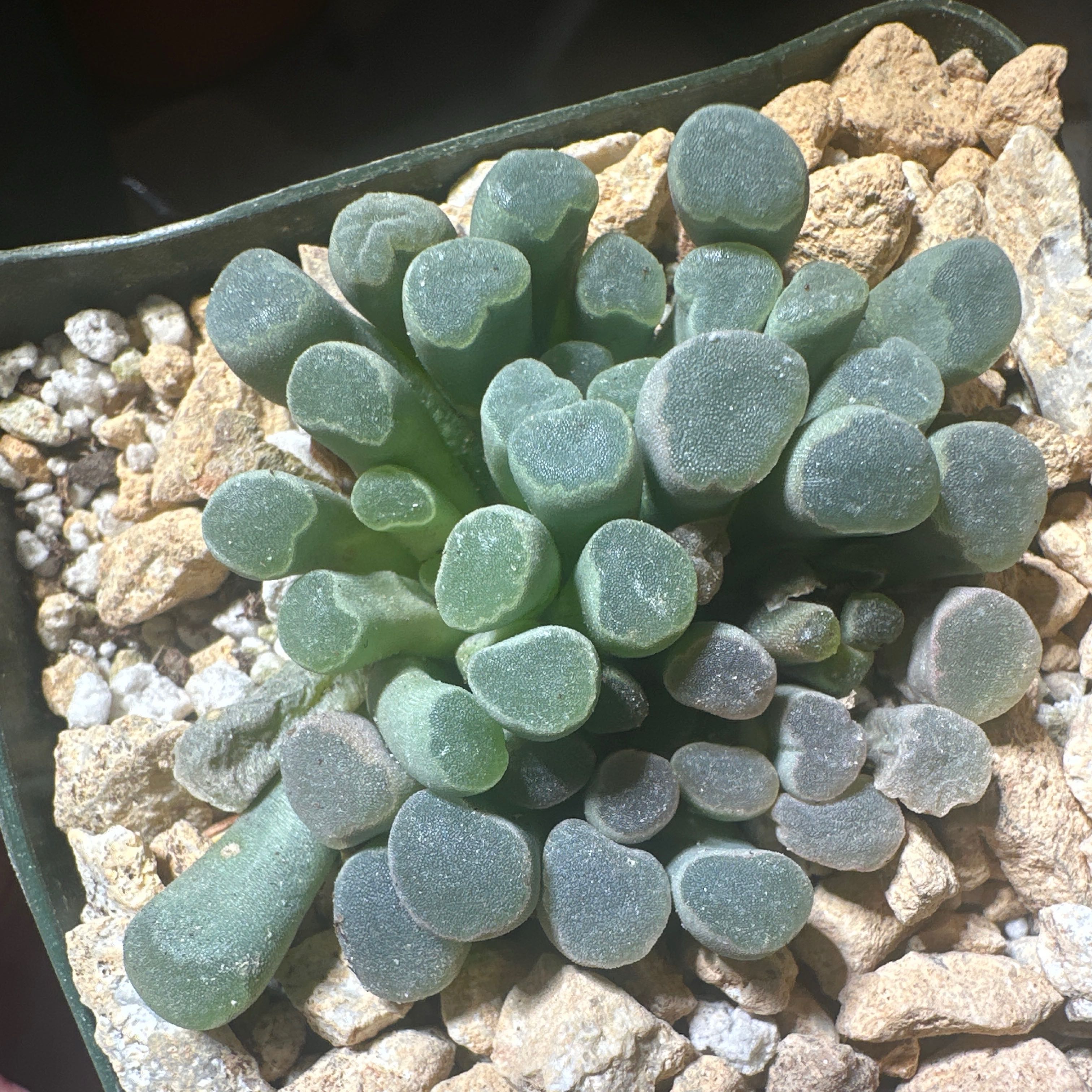 Photo of the plant species Fairy Elephant's Feet by @PiousJavafern24 named Jerrick on Greg, the plant care app