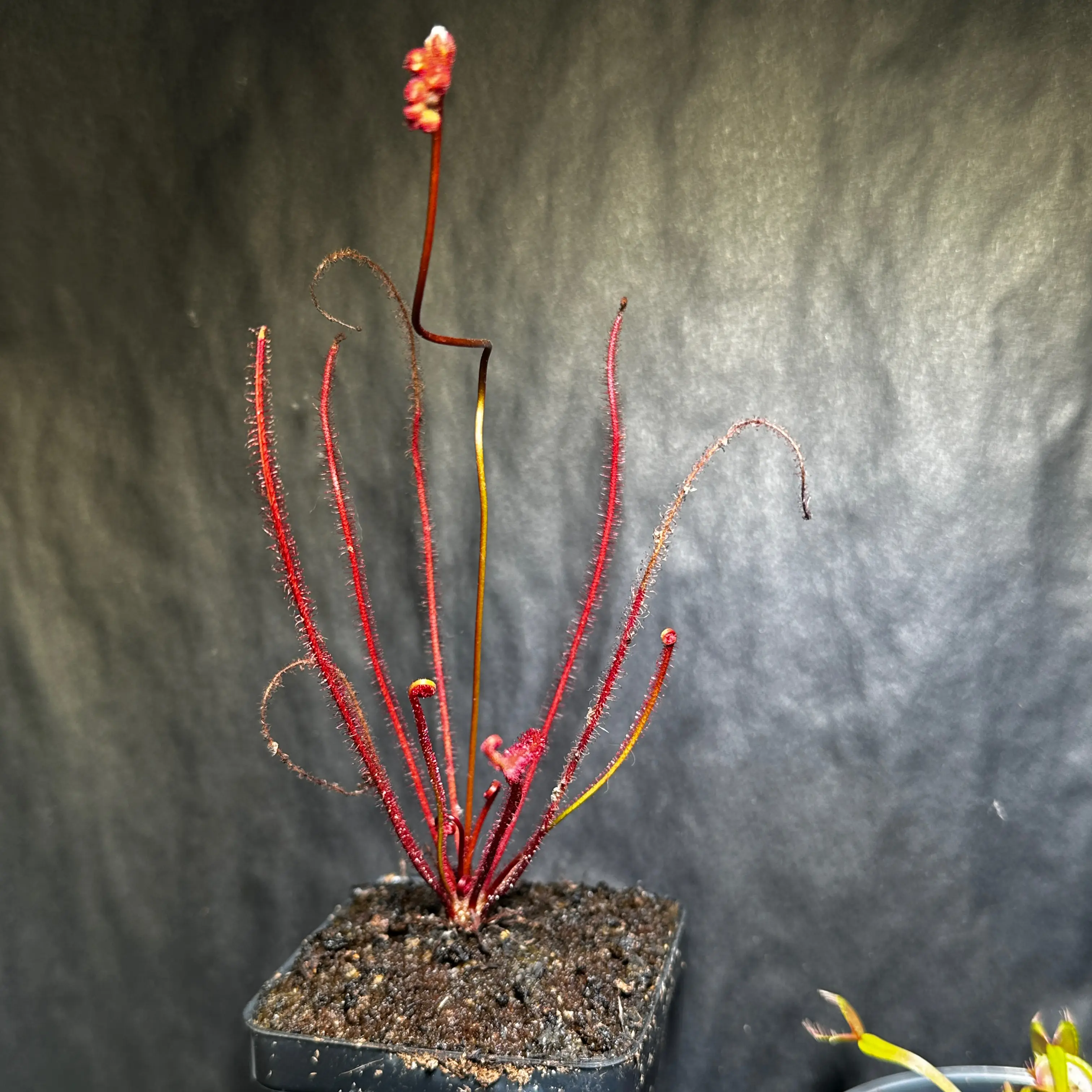 Photo of the plant species Filiformis by @PiousJavafern24 named Professor Snape on Greg, the plant care app