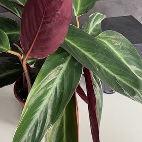 Photo of the plant species Stromanthe sanguinea 'Tricolor' by @StrappingAcajou named Walt on Greg, the plant care app