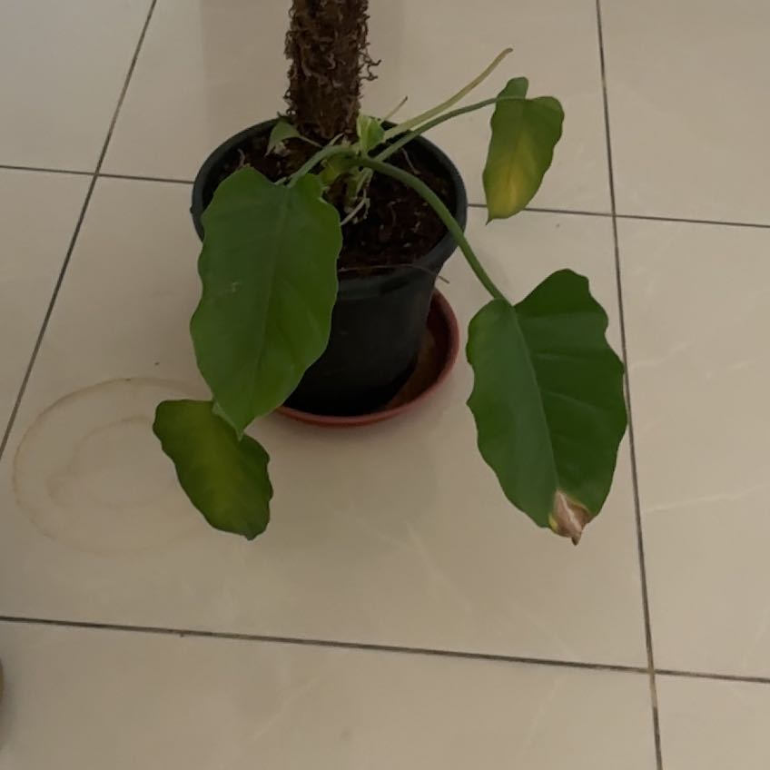 Photo of the plant species Philodendron giganteum Variegated Blizzard by @LordBigfoot96 named Daphne on Greg, the plant care app