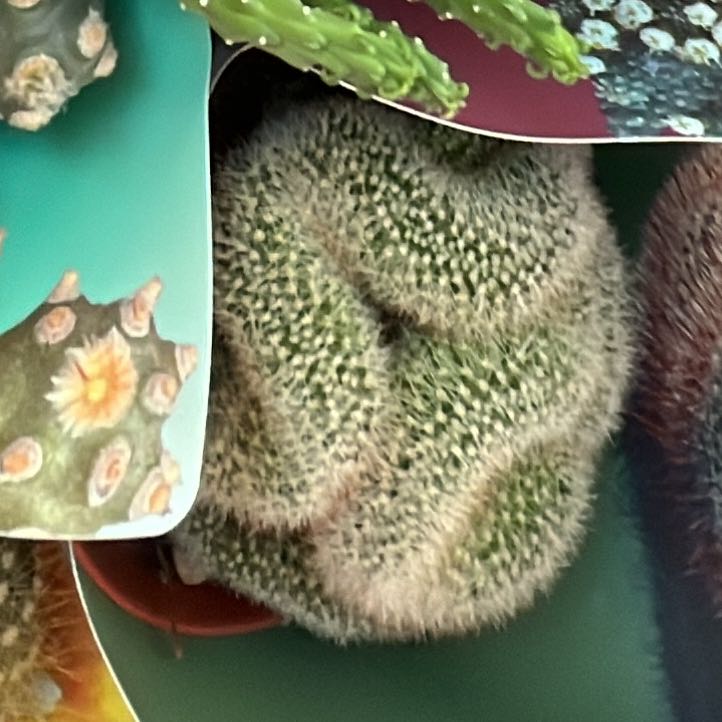 Photo of the plant species Brain Cactus by @KookyBogarum93 named Bruce Lee on Greg, the plant care app