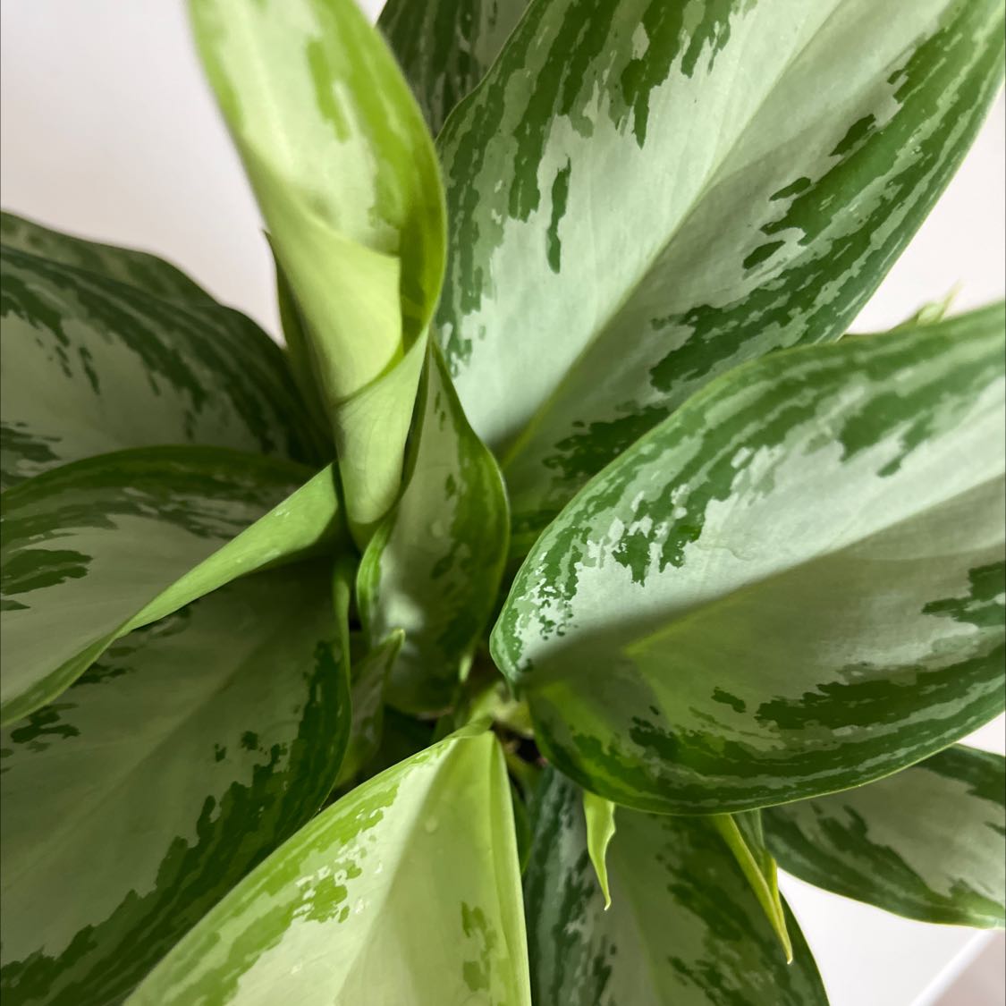 Photo of the plant species Aglaonema 'Leprechaun' by @radiobones named Xena on Greg, the plant care app