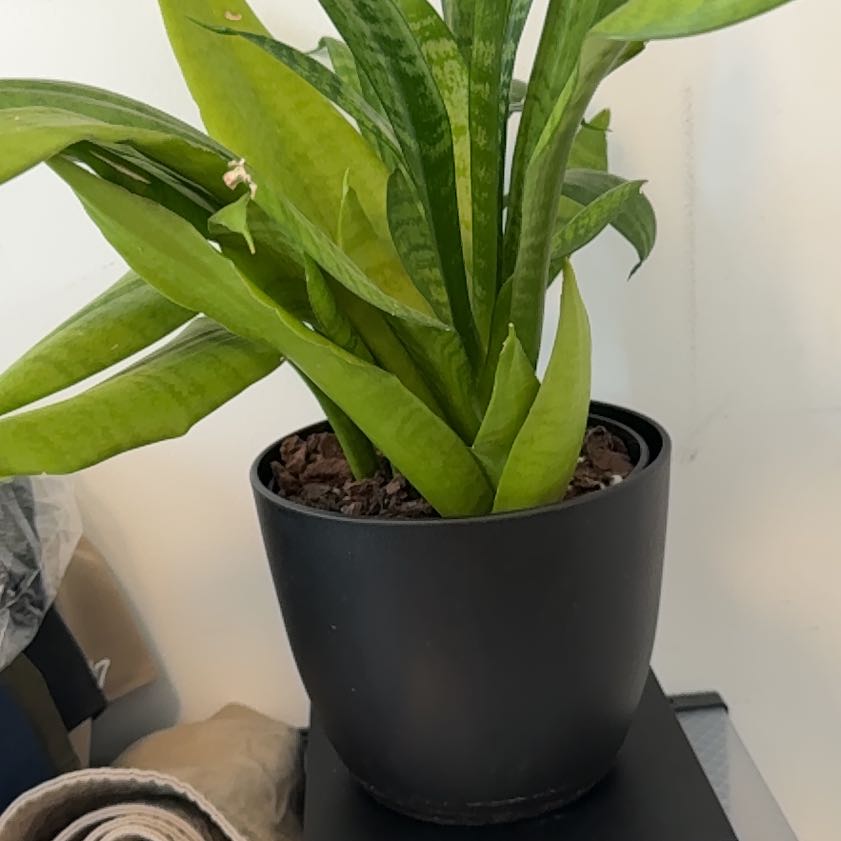 Photo of the plant species Jaboa Sansevieria by @herfabulouslife named Joan on Greg, the plant care app