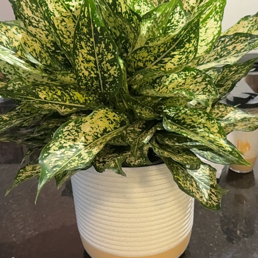 Photo of the plant species Aglaonema 'Spring Snow' by @herfabulouslife named Snow on Greg, the plant care app