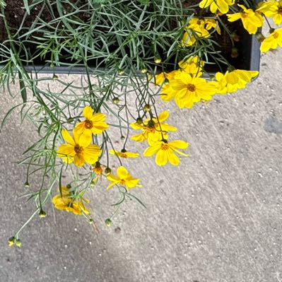 Photo of the plant species Atkinson's Tickseed by @Beccadorable named Petal Parker on Greg, the plant care app