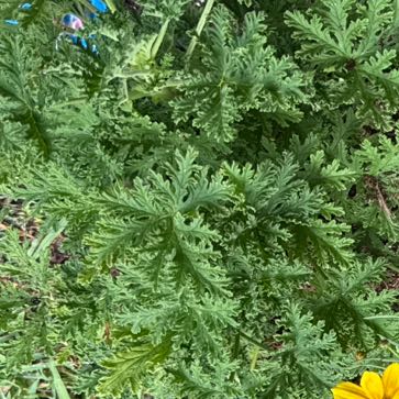 Photo of the plant species Citronella Grass by @Beccadorable named Skeeter Beater on Greg, the plant care app