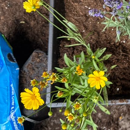 Photo of the plant species Lanceleaf Tickseed by @Beccadorable named Tick Jagger on Greg, the plant care app