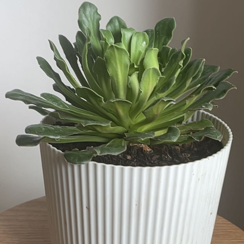 Photo of the plant species Queen Victoria Agave by @BossBeachrose25 named McKinley on Greg, the plant care app