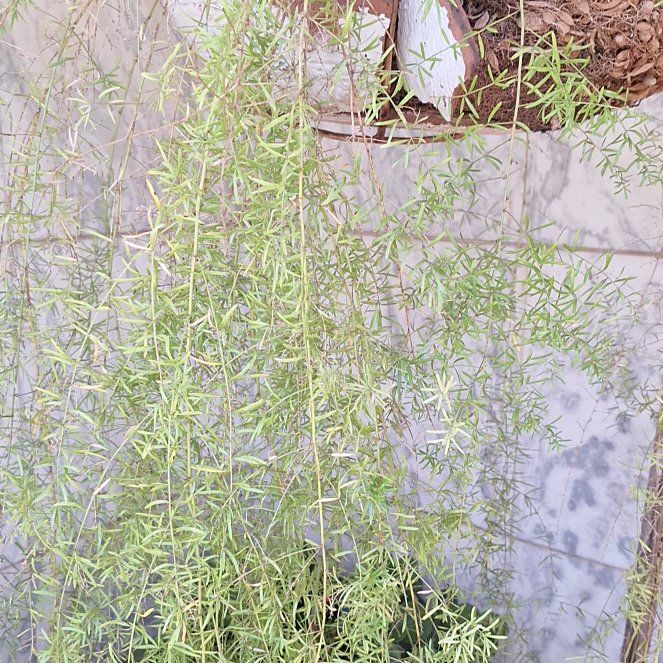 Photo of the plant species Corkscrew Willow by @PetOlneya84 named Planty on Greg, the plant care app