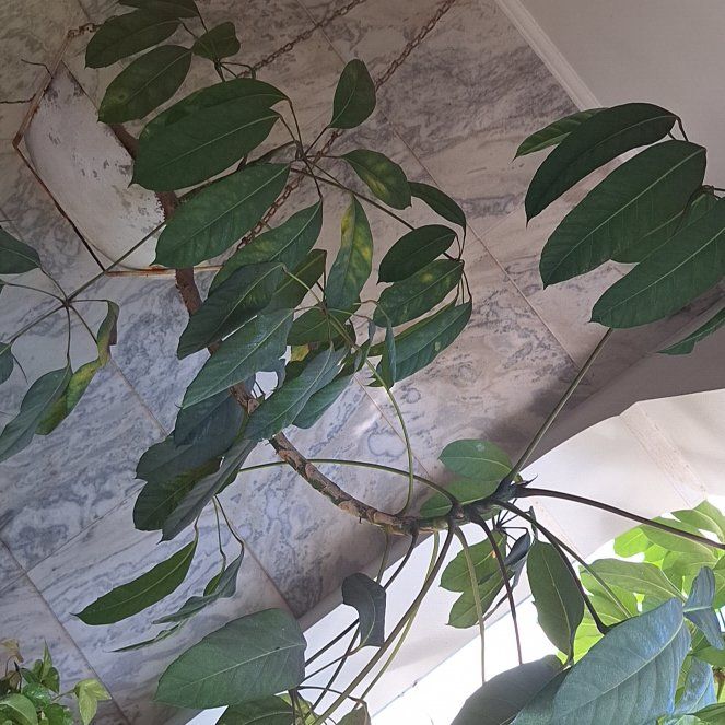 Photo of the plant species Octopus Tree by @PetOlneya84 named Taylor Swift on Greg, the plant care app
