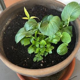 Photo of the plant species Bok Choy by @WizardRedhill33 named Remy on Greg, the plant care app