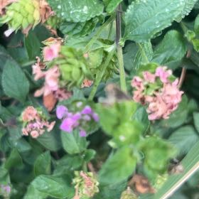 Photo of the plant species Purple Lantana by @RootedBogarum81 named Mollie on Greg, the plant care app