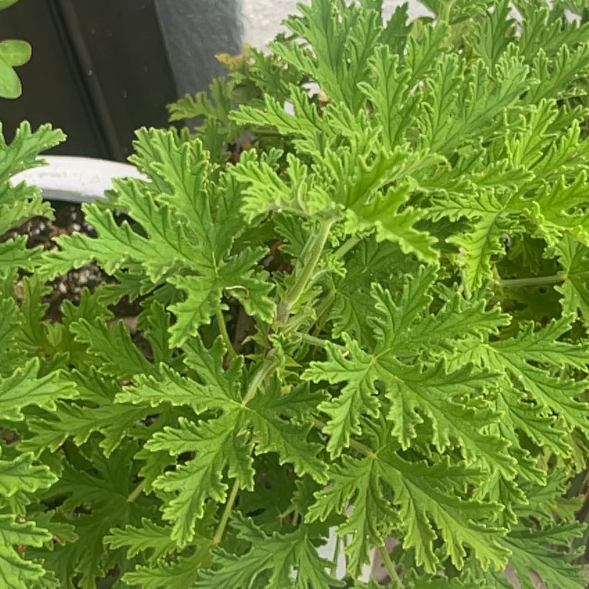 Photo of the plant species Citronella (anti-mosquito plant) by @RootedBogarum81 named Naomi on Greg, the plant care app