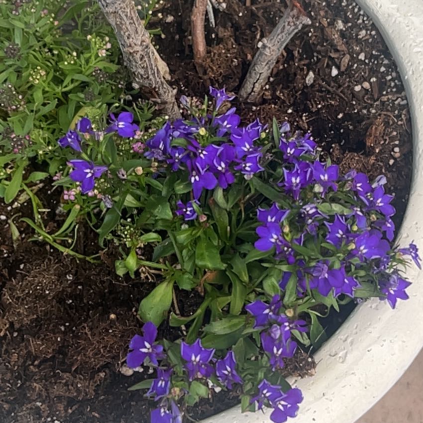 Photo of the plant species Lobelia by @RootedBogarum81 named Planty on Greg, the plant care app