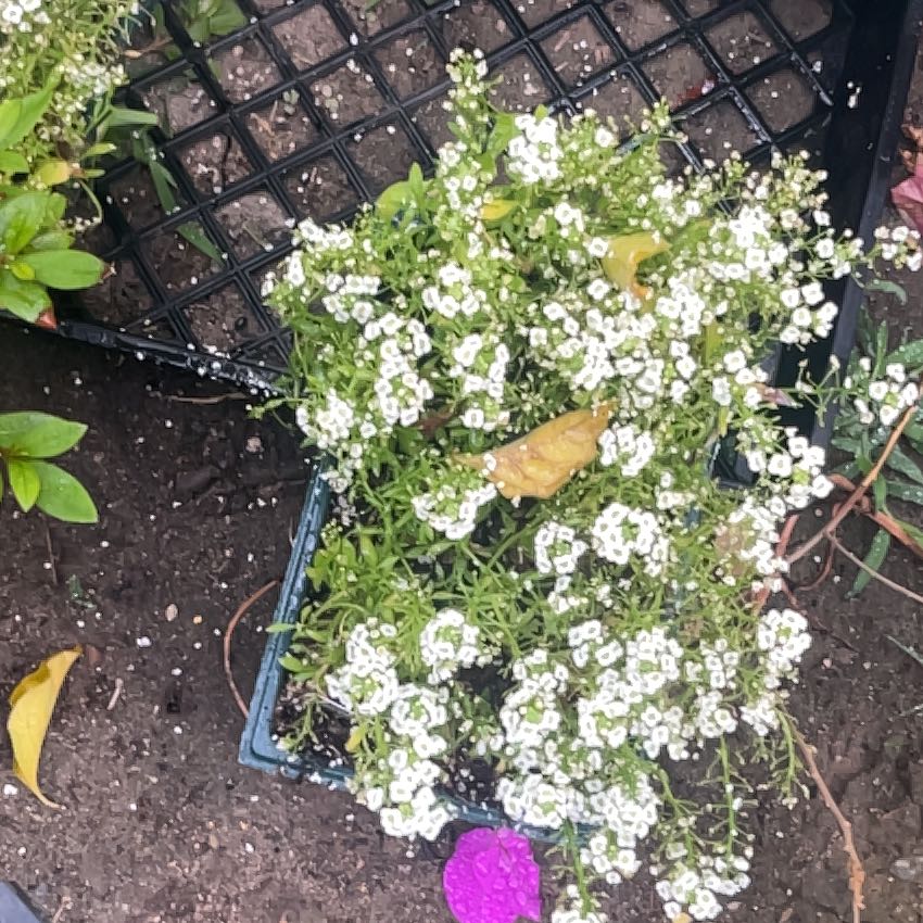Photo of the plant species Sweet Alyssum by @RootedBogarum81 named Harper on Greg, the plant care app