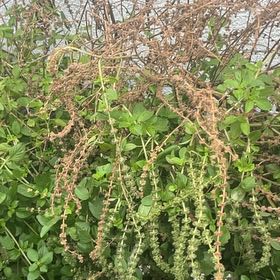 Photo of the plant species Floral Spires Lavender Basil by @RootedBogarum81 named Leonardo on Greg, the plant care app