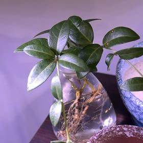 Photo of the plant species Lesser Periwinkle by @ProfoundTutu7 named Morgan Treeman on Greg, the plant care app