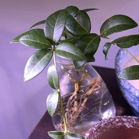 Photo of the plant species Lesser Periwinkle by @ProfoundTutu7 named Elina on Greg, the plant care app