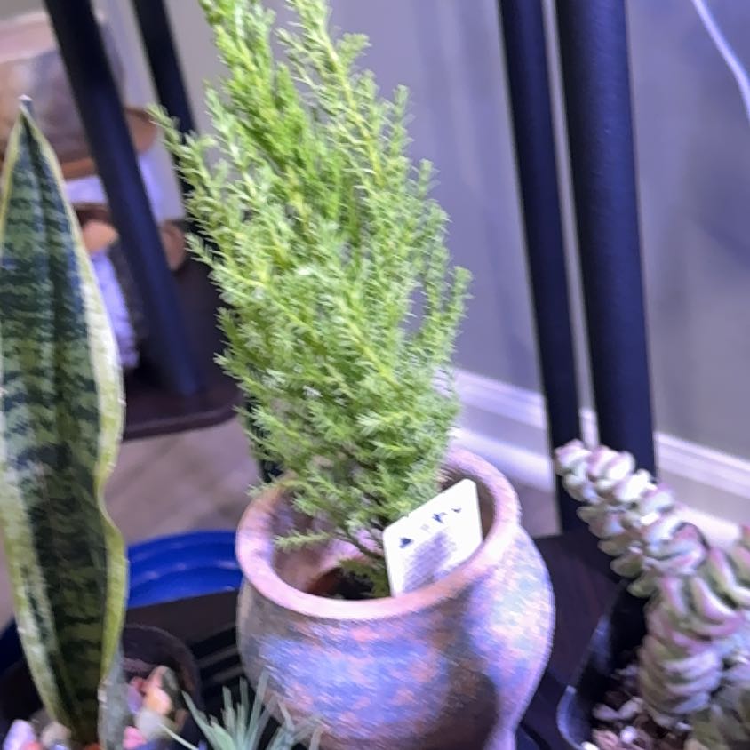 Photo of the plant species Cupressus macrocarpa by @ProfoundTutu7 named Darwin on Greg, the plant care app