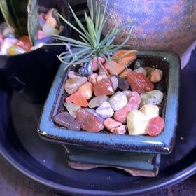 Photo of the plant species Japanese black pine by @ProfoundTutu7 named Bella on Greg, the plant care app