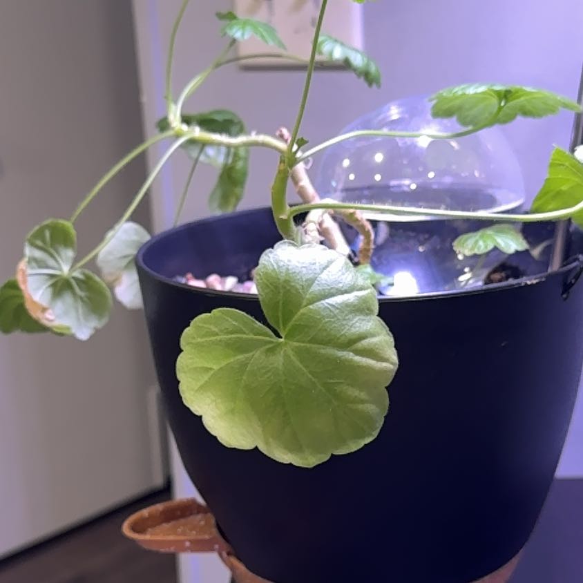 Photo of the plant species Geranium 'Tough as Nails™' by @ProfoundTutu7 named Elle on Greg, the plant care app