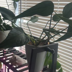 Photo of the plant species Monstera Burle Marx Flame by @ConnectedMelon named Tupot amaroot on Greg, the plant care app
