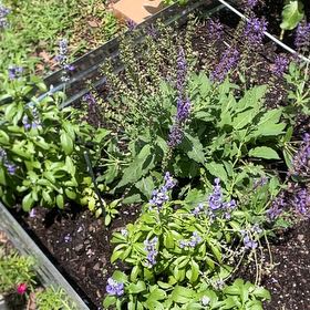 Photo of the plant species Mealycup Sage by @MerryChards70 named Kardashian on Greg, the plant care app