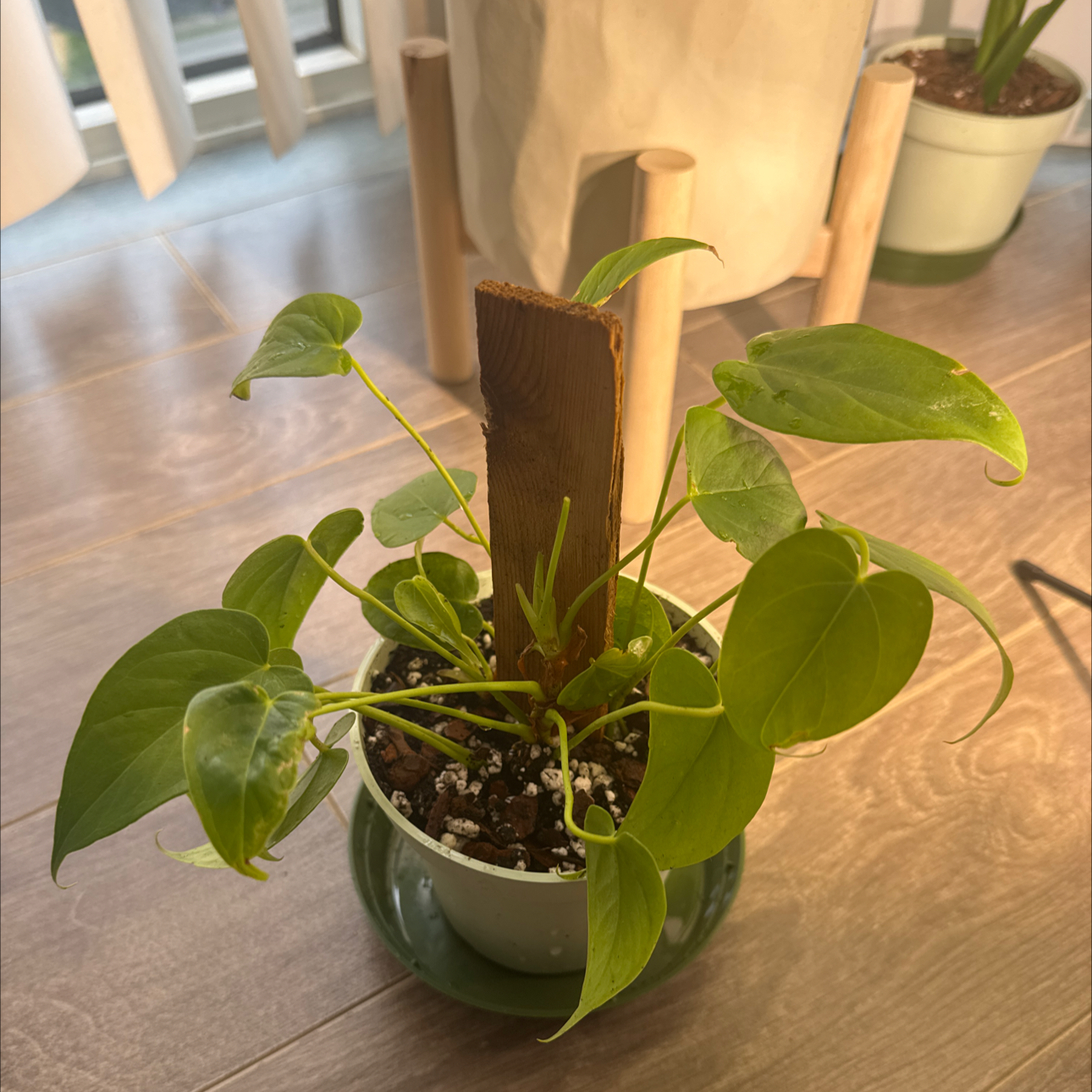 Photo of the plant species Anthurium veitchii by @NewPlantDaddy named Bekimon on Greg, the plant care app