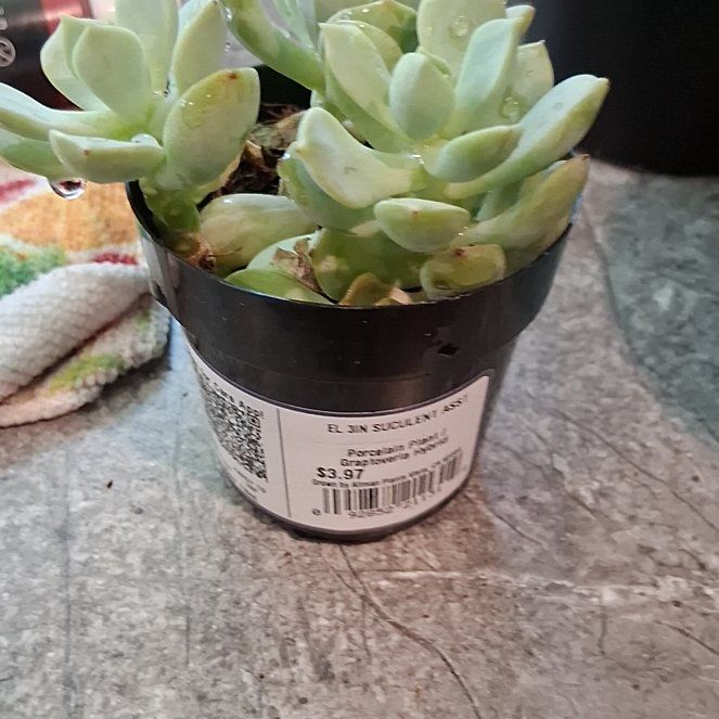 Photo of the plant species Porcelain Plant by @AmusingFuscia11 named Porcelain on Greg, the plant care app