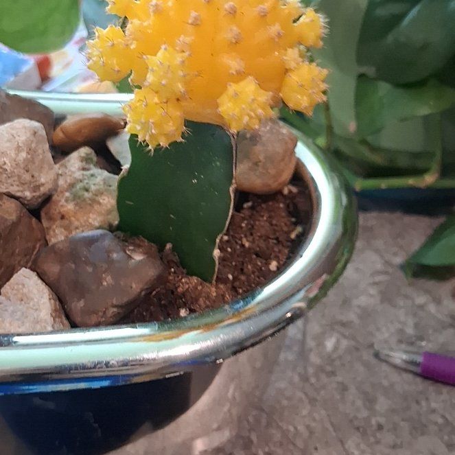 Photo of the plant species Moon Cactus by @AmusingFuscia11 named Nemo on Greg, the plant care app