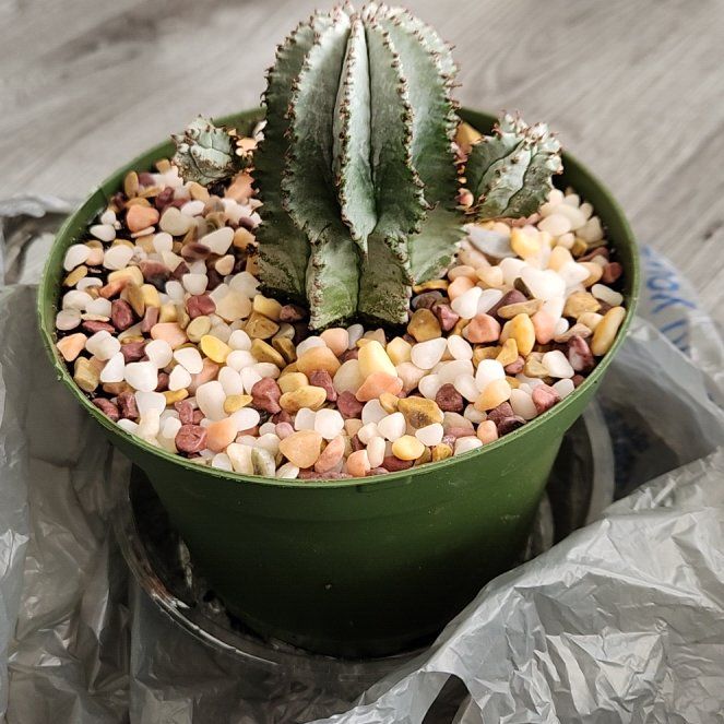Photo of the plant species African Milk Barrel by @LargeDamiana36 named Cactus on Greg, the plant care app
