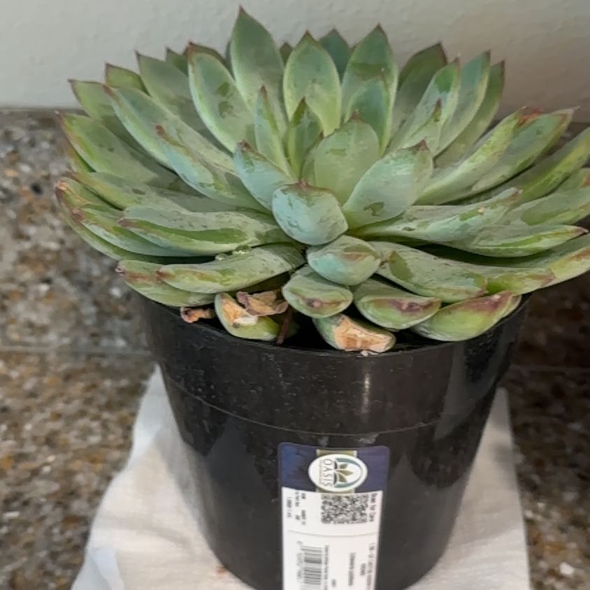 Photo of the plant species Echeveria pulidonis by @AceWasabi99 named Apollo on Greg, the plant care app
