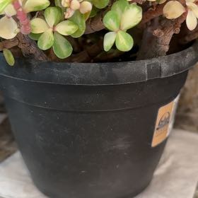 Photo of the plant species elephant bush by @AceWasabi99 named Peter Parker on Greg, the plant care app