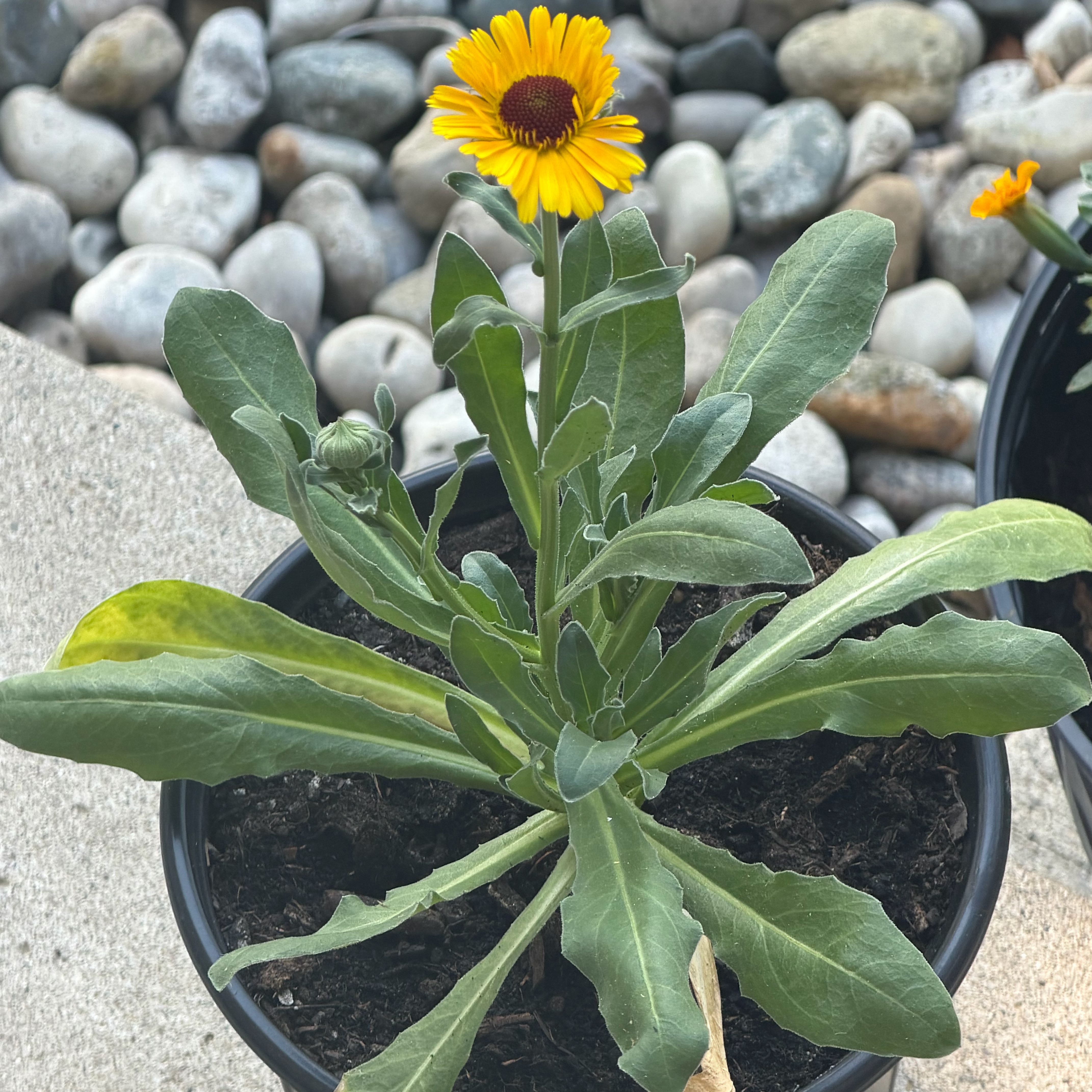Photo of the plant species Marigold by @VividBibi73 named Dolores on Greg, the plant care app
