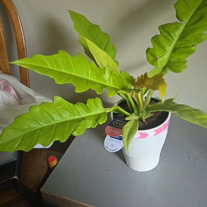 Photo of the plant species Golden Crocodile by @ProRhodora93 named Sir Plancelot on Greg, the plant care app