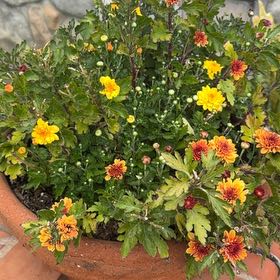 Photo of the plant species Mum by @SuperbViolet87 named Kylie on Greg, the plant care app