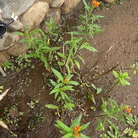 Photo of the plant species Scarlet Milkweed by @SuperbViolet87 named Prince on Greg, the plant care app