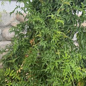 Photo of the plant species Pink Jasmine by @SuperbViolet87 named Elina on Greg, the plant care app