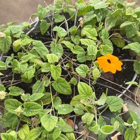 Photo of the plant species Blackeyed Susan Vine by @SuperbViolet87 named Surya on Greg, the plant care app
