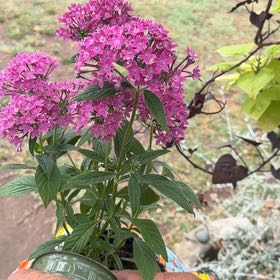 Photo of the plant species Egyptian Starcluster by @SuperbViolet87 named Treeyoncé on Greg, the plant care app