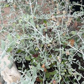 Photo of the plant species Tree Germander by @SuperbViolet87 named Remington on Greg, the plant care app
