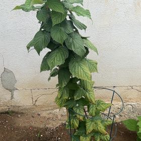 Photo of the plant species European Red Raspberry by @SuperbViolet87 named Spike Leaves on Greg, the plant care app