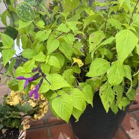 Photo of the plant species Anise-Scented Sage by @SuperbViolet87 named Foxxy on Greg, the plant care app
